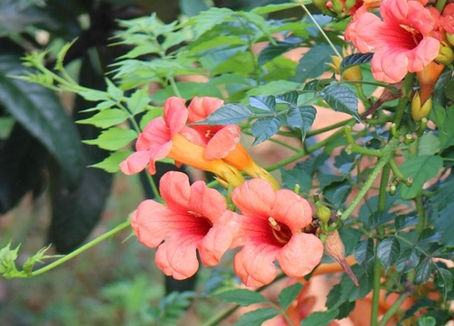 凌霄花的花语是什么